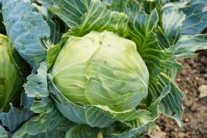cabbage is a natural laxative for weight loss