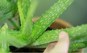 Aloe Vera Colon Cleansing: Internal Cleaning Made Easy