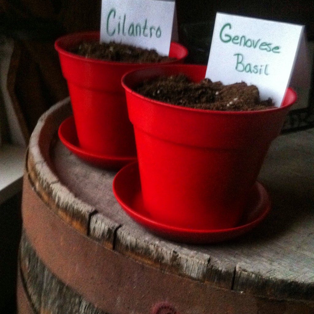 cilantro and genovese basil